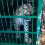 ग्रामीणों ने ली राहत की सांस, दहशत का कारण बना गुलदार पिंजरे में हुआ कैद