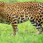 उत्तराखण्ड में जंगलों की धारण क्षमता से अधिक है गुलदार