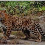 गढ़वाल जनपद में गुलदार की सक्रियता को लेकर वन विभाग की एडवाइजरी जारी