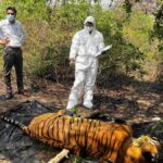 कॉर्बेट टाइगर रिजर्व में बाघ का शव मिलने से मचा हड़कंप