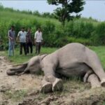टस्कर हाथी की मौत से वन विभाग में हड़कंप, साथी हाथियों ने जंगल में जमकर उत्पात मचाया