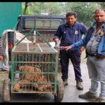 कई कुत्तों और बकरियों को निवाला बनाने वाला गुलदार पिंजरे में कैद